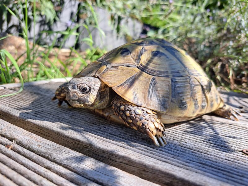 Griechische Landschildkröte "Thera"