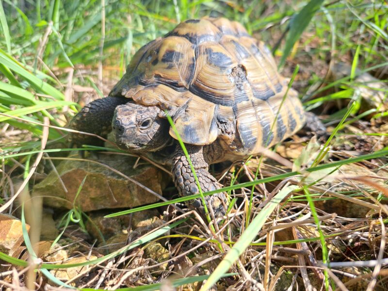Griechische Landschildkröte "Christos"