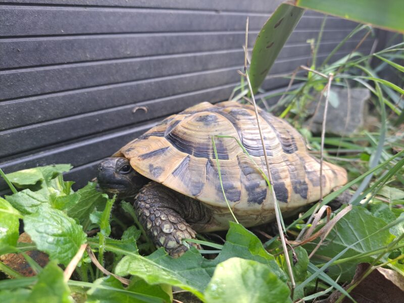 Griechische Landschildkröte "Feta"