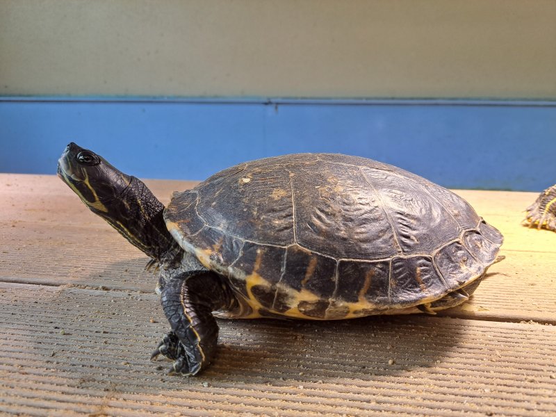 Hieroglyphenschmuckschildkröte