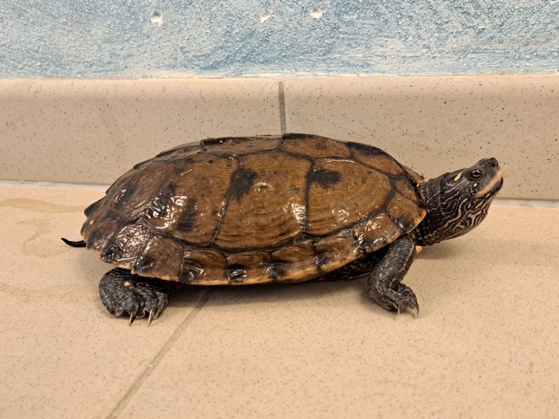 Höckerschildkröten