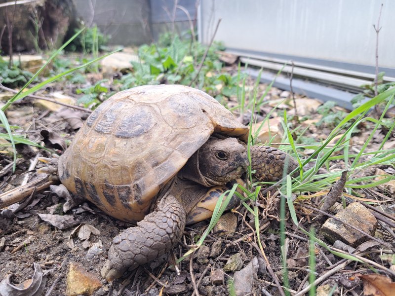 Vierzehenlandschildkröte "Kolja"