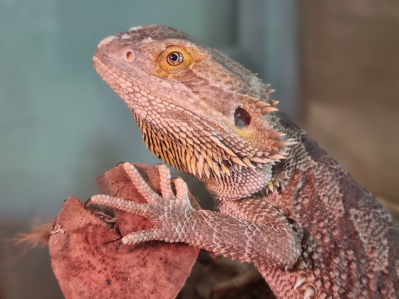 Bartagame