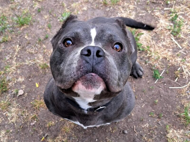 Privatvermittlung Antar