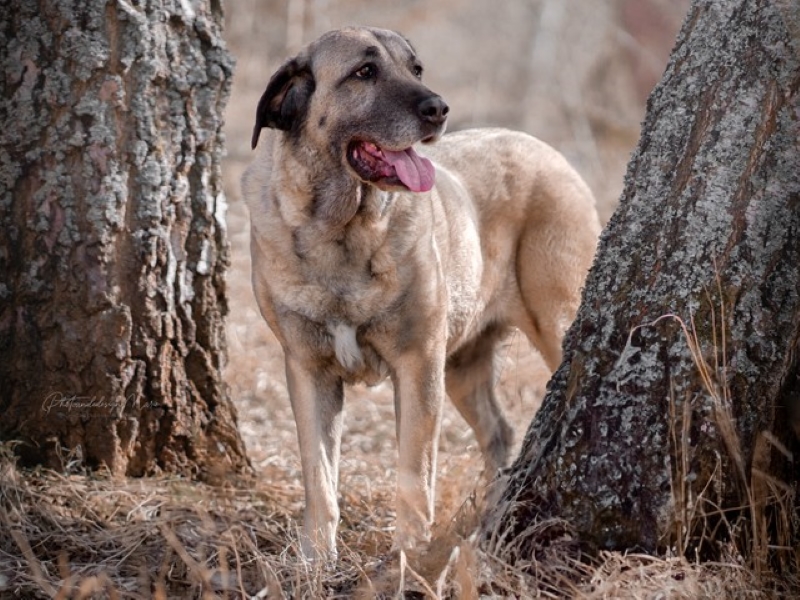 Kangal aus dem Tierheim Selb - Vermittlungshilfe