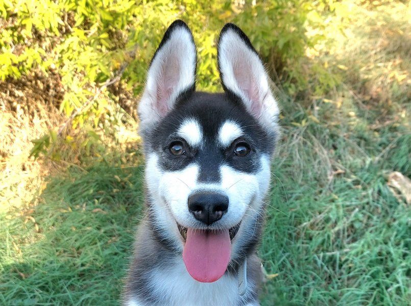 Jet