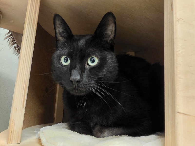 Beppo
