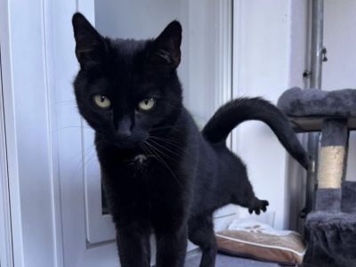 Kitty möchte nicht ins Tierheim