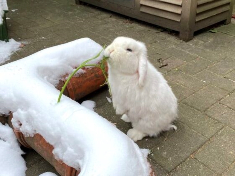 Privatvermittlung Lumpi