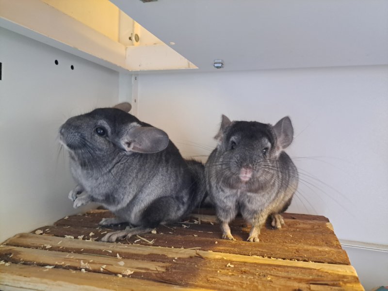 Ximerius und Gideon