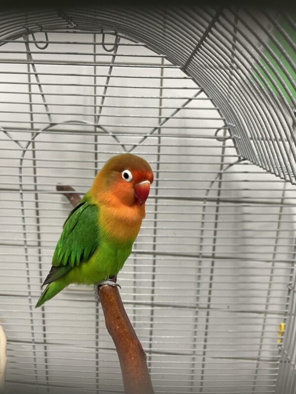 Pfirsichköpfchen Prunus und Elfe